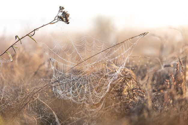 Großes schönes Spinnennetz in Tautropfen im Morgengrauen auf dem Feld.