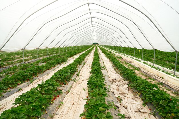 Großes und geräumiges modernes Gewächshaus mit Erdbeeren