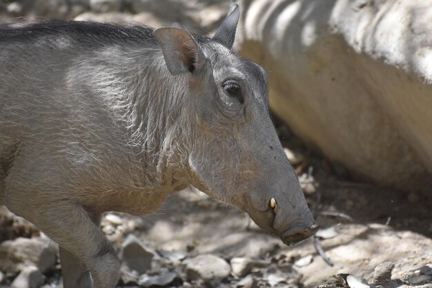 Großes Warzenschwein, das mit erhobenem rechten Vorderfuß geht.