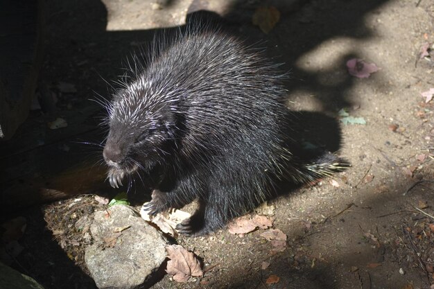 Großes wildes Stachelschwein mit weit geöffnetem Maul