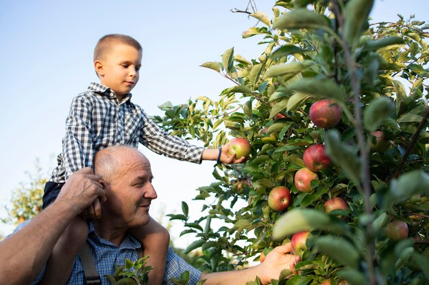 Großvater trägt sein Enkel-Huckepack und pflückt zusammen Äpfel im Obstgarten