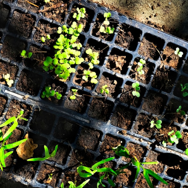 Kostenloses Foto grün topfpflanzen gartenarbeit natur