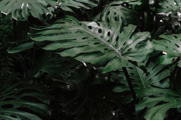 Grünblätter der monastera pholodendron Anlage, die im Garten wächst