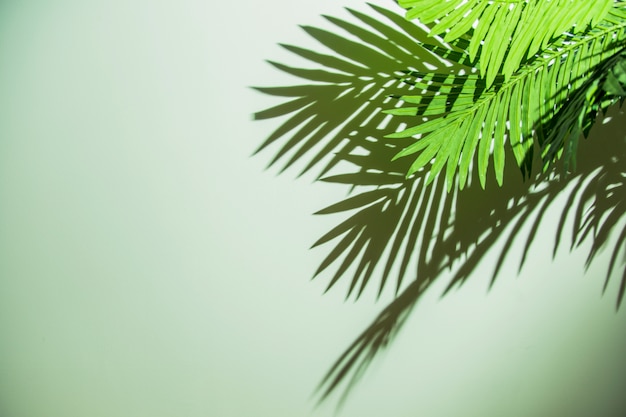 Grünblätter mit Schatten auf farbigem Hintergrund