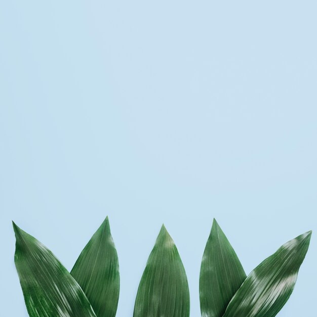 Grünblätter vereinbarte auf blauem Hintergrund