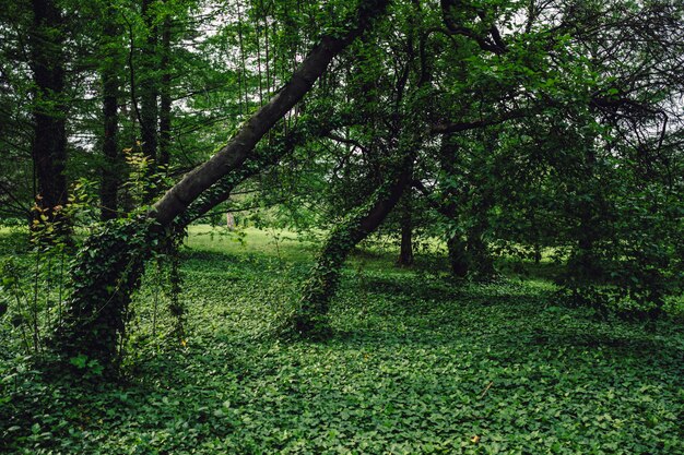 Grüne Bäume bedeckt mit grünen Pflanzen im Wald