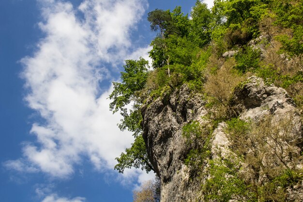 Bilder Baumkrone Gratis Vektoren Fotos Und Psds