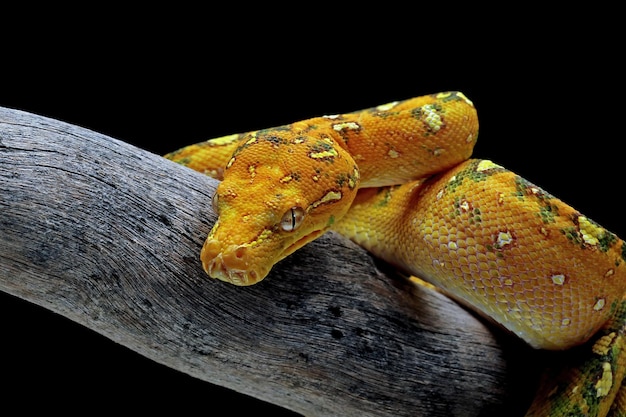 Grüne Baumpython juvenile Closeup auf Zweig mit schwarzem Hintergrund Grüne Baumpython Morelia viridis