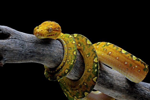 Grüne Baumpython juvenile Großansicht auf Zweig mit schwarzem Hintergrund Grüne Baumpython