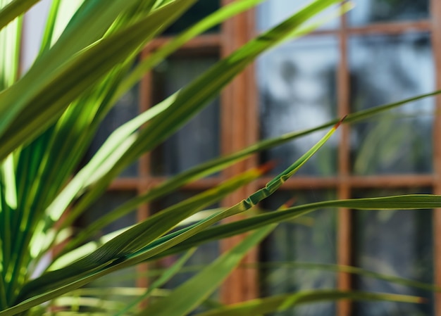 Grüne Blätter einer Palme auf dem Hintergrund eines Gebäudes, Nahaufnahme, unscharfer Fokus. Natürlicher Hintergrund