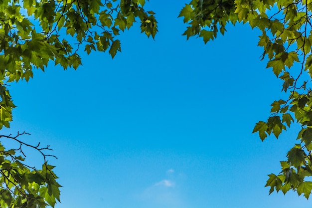 Grüne Blätter und Sonne