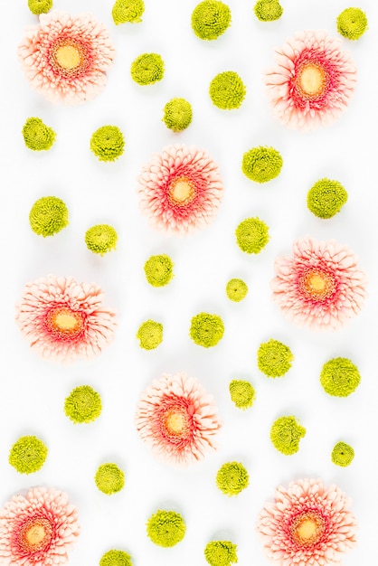 Kostenloses Foto grüne chrysantheme und rosa gerbera blüht auf weißem hintergrund