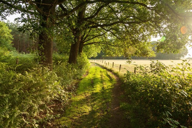 Grüne Farmstraße in den Niederlanden bei Sonnenaufgang