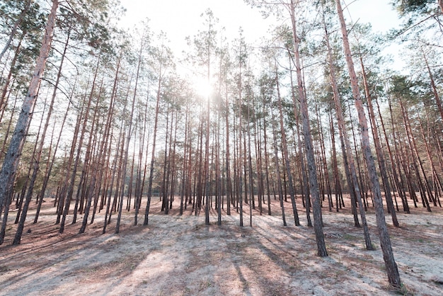 Grüne hohe Bäume im Wald