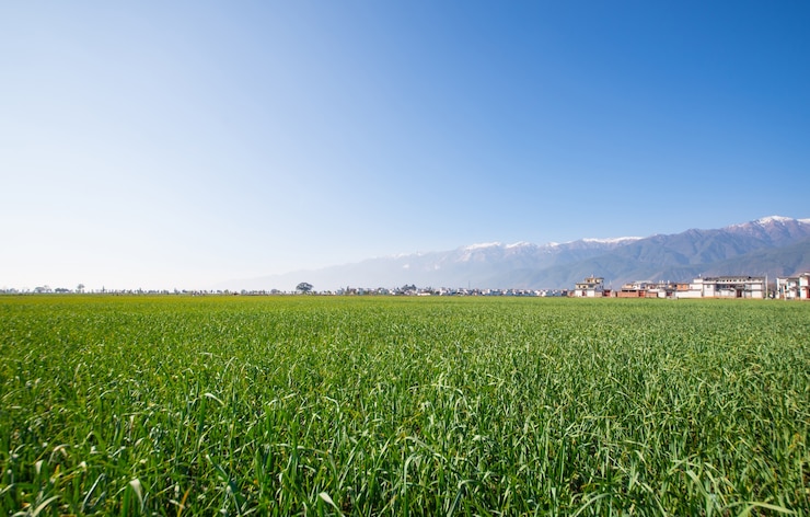 Kostenlose Foto grüne landschaft in einem bauernhof