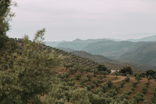 Grüne Landschaft mit vielen grünen Bäumen und Bergen unter den Gewitterwolken