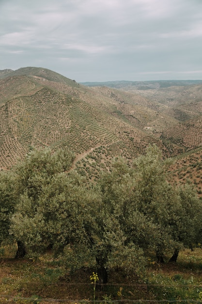 Grüne Landschaft mit vielen grünen Bäumen und Bergen unter den Gewitterwolken