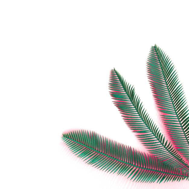 Kostenloses Foto grüne palmblätter mit korallenrotem schatten an der ecke des weißen hintergrundes
