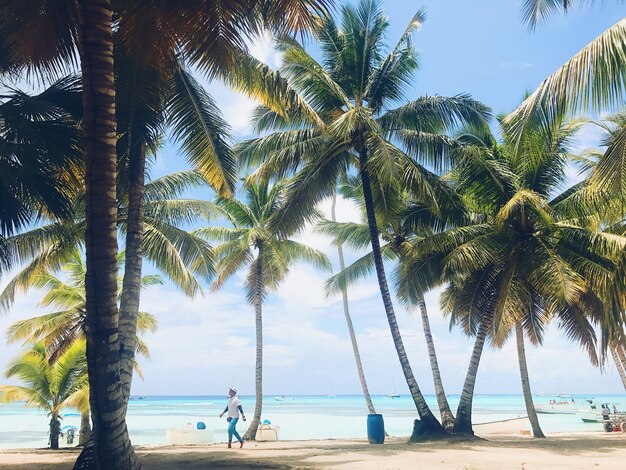 Grüne Palmen erheben sich am sonnigen Strand zum Himmel