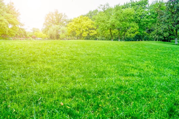 Kostenloses Foto grüne parkansicht