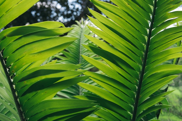 Grüne Pflanze Blätter Hintergrund