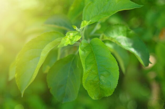 Grüne Teeblätter.