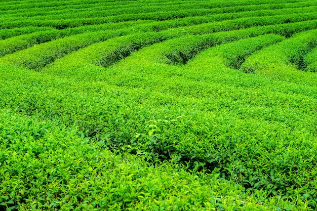 Grüne Teeknospe und Blätter. Grüntee-Plantagen am Morgen. Naturhintergrund.