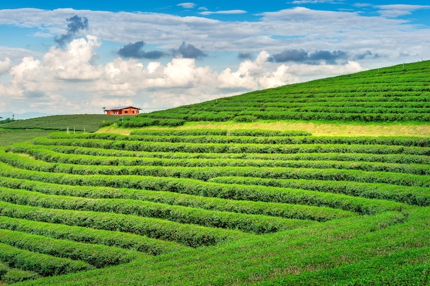 Grüne Teeknospe und Blätter. Grüntee-Plantagen am Morgen. Naturhintergrund.