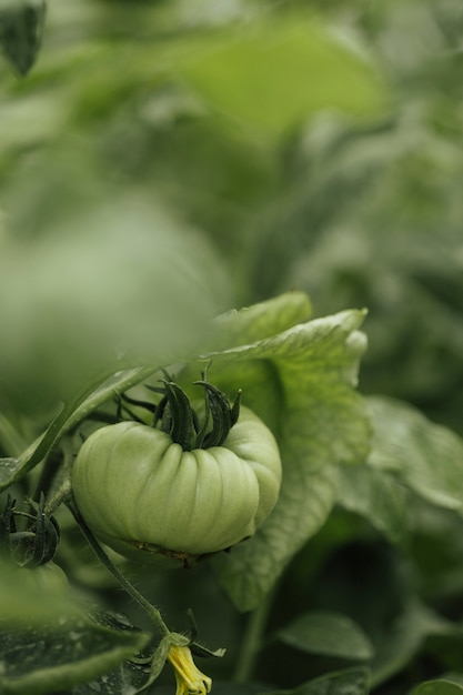 Grüne Tomate der Nahaufnahme, die im Bauernhof wächst