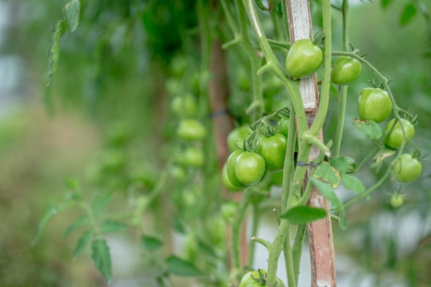 Grüne tomaten hängen in einem bund und reifen in einem garten