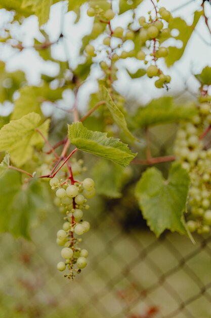 Grüne Trauben auf einer Weinrebe