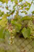 Kostenloses Foto grüne trauben auf einer weinrebe