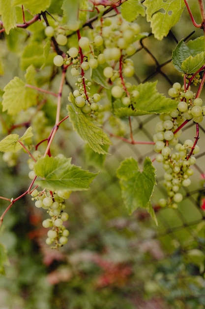 Grüne Trauben auf einer Weinrebe