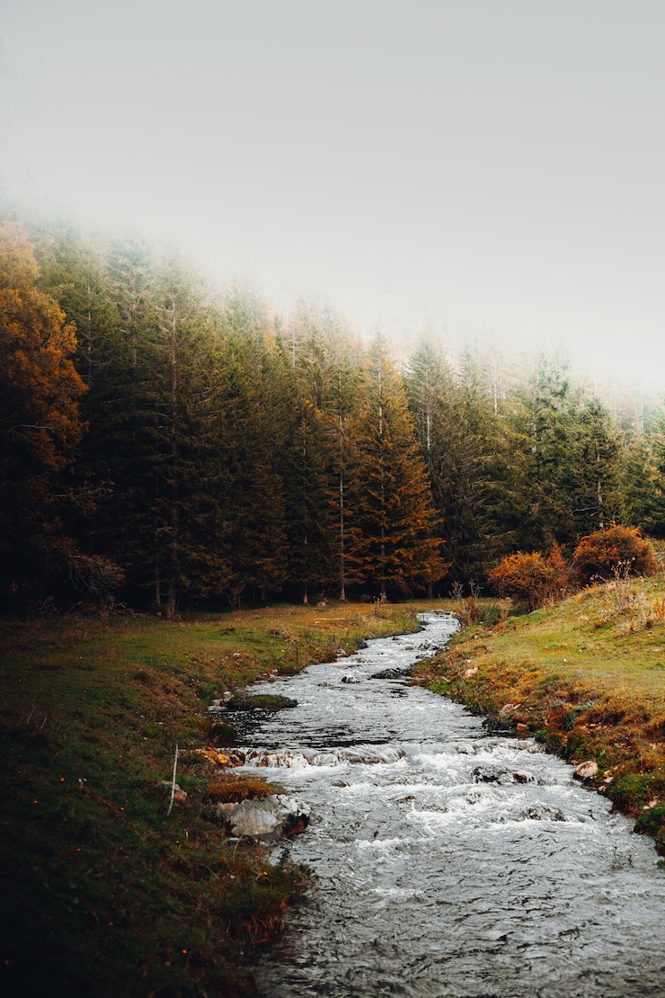 Kostenlose Foto grüne und braune bäume neben dem fluss während des tages