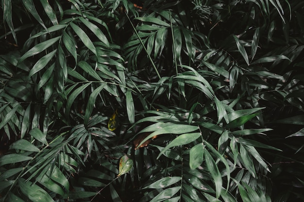 Grüne Vegetation