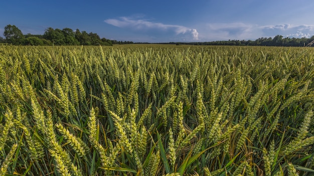 Grüne Weizenfeldlandschaft