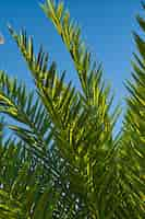 Kostenloses Foto grüne zweige einer palme nahaufnahme gegen den blauen himmel vertikale postkarte für palmsonntag idee für eine postkarte oder hintergrund tag der erde