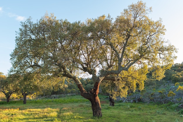 Grüner Baum im Frühjahr in der Extremadura, Spanien