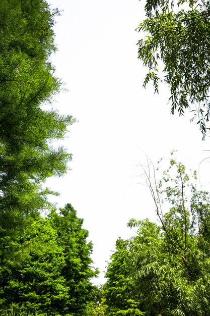 Grüner Baum mit weißem Hintergrund