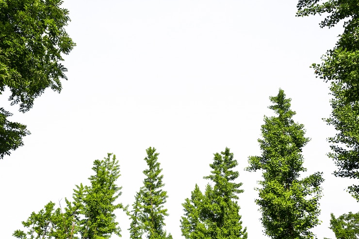 Kostenlose Foto grüner baum mit weißem hintergrund