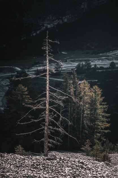 Kostenloses Foto grüner baum über schloss