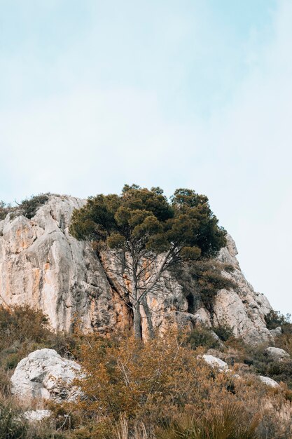 Grüner Baum vor felsigem Berg gegen blauen Himmel