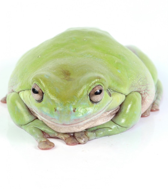 Grüner Baumfrosch