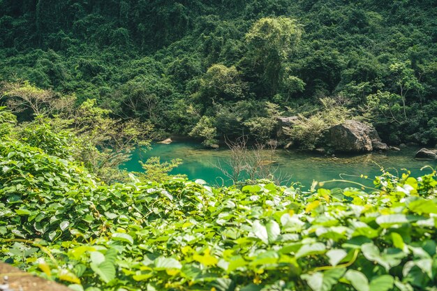 Grüner Fluss mitten in einem Wald