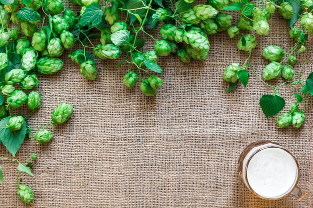 Grüner frischer Hopfen mit Weizen und Bier als Textbereich des Kopienraumrahmens auf Sackleinenhintergrund. Flach liegen. Stillleben. Ansicht von oben