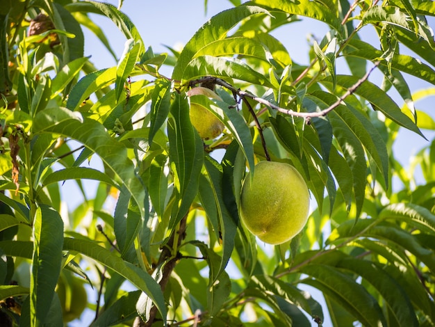 Grüner frischer Pfirsich, der von einem Pfirsichbaum mit grünen Blättern hängt