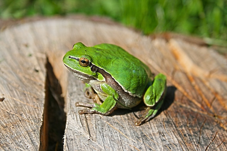 Kostenlose Foto grüner frosch auf einem protokoll