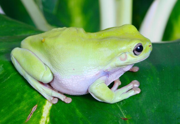 Grüner Frosch