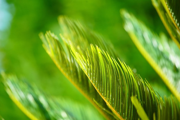 Grüner Hintergrund mit Laubmuster