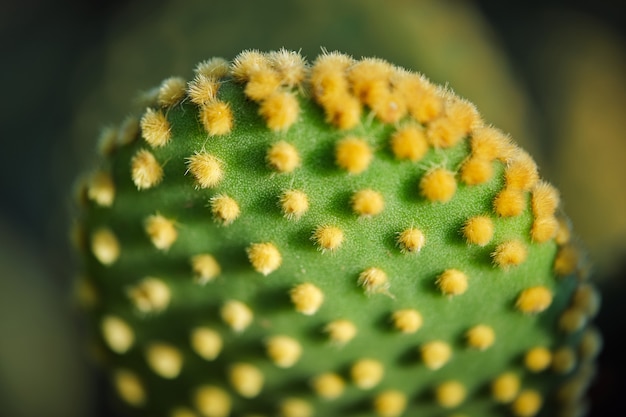 Grüner kaktus mit gelben dornen